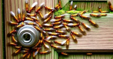 What Do Termites Look Like and Termite Control