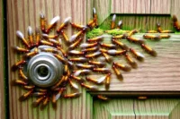 What Do Termites Look Like and Termite Control